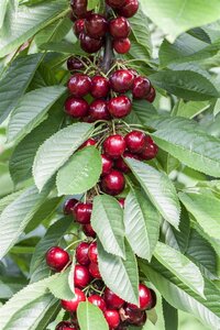 BING CHERRY DWARF (3 MONTH WARRANTY)