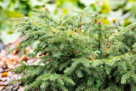 BIRD NEST SPRUCE 3G - image 4