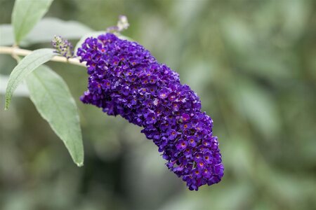 BLACK KNIGHT BUTTERFLY BUSH 30CM - image 1