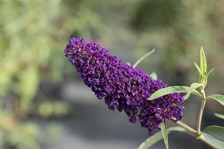 BLACK KNIGHT BUTTERFLY BUSH 30CM - image 3