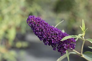 BLACK KNIGHT BUTTERFLY BUSH 30CM - image 3