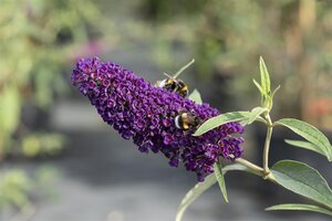 BLACK KNIGHT BUTTERFLY BUSH 30CM - image 4