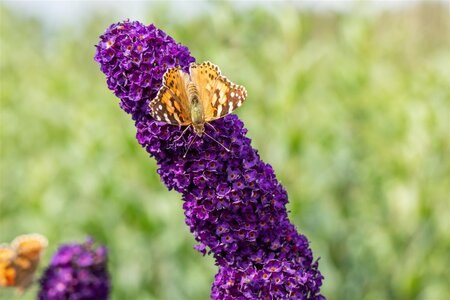 BLACK KNIGHT BUTTERFLY BUSH 30CM - image 5