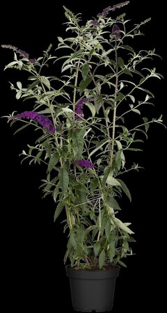 BLACK KNIGHT BUTTERFLY BUSH 30CM - image 2