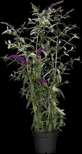 BLACK KNIGHT BUTTERFLY BUSH 30CM - image 2