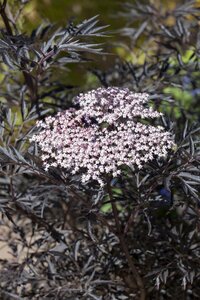 BLACK LACE ELDER 25CM - image 4