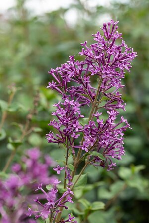 BLOOMERANG LILAC 30CM - image 5