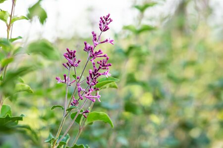 BLOOMERANG LILAC 30CM - image 4