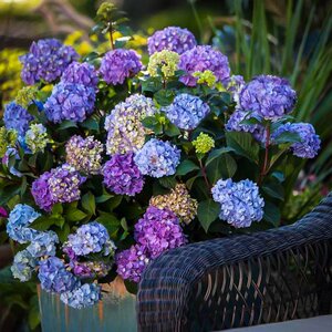 BLOOMSTRUCK HYDRANGEA 2G