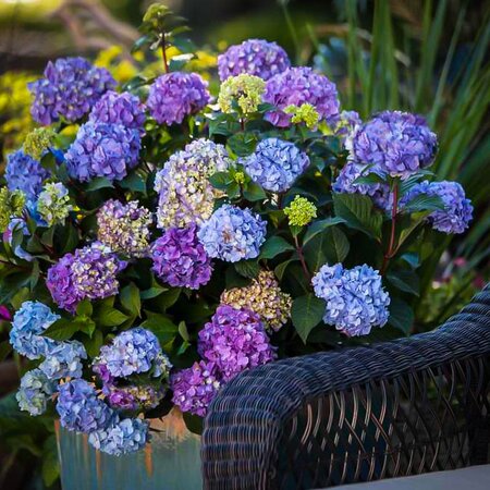 BLOOMSTRUCK HYDRANGEA 30CM