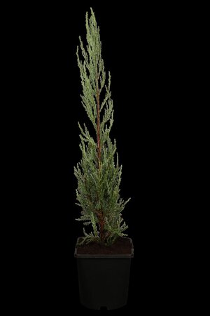 BLUE ARROW JUNIPER 100 CM - image 2