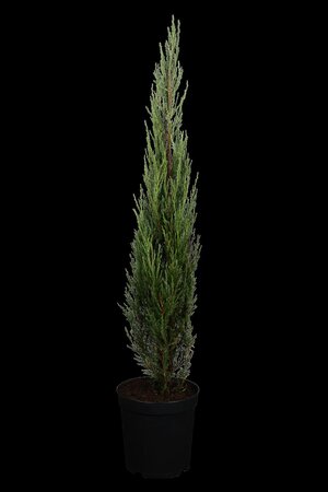 BLUE ARROW JUNIPER 100 CM - image 3