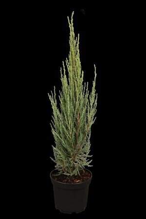 BLUE ARROW JUNIPER 100 CM - image 4