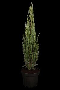 BLUE ARROW JUNIPER 100 CM - image 5