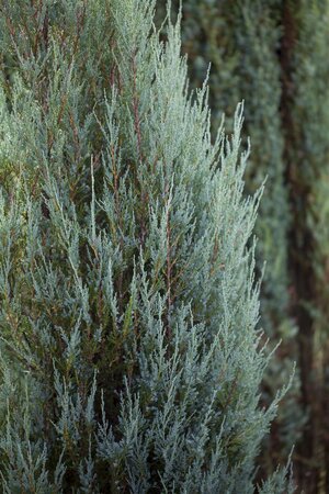 BLUE ARROW JUNIPER 100 CM - image 6