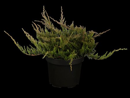 BLUE CHIP JUNIPER 1G - image 1