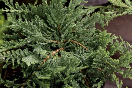 BLUE CHIP JUNIPER 30 CM - image 3