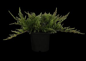 BLUE CHIP JUNIPER 30 CM - image 2