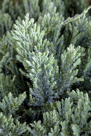 BLUE CHIP JUNIPER 50 CM - image 5