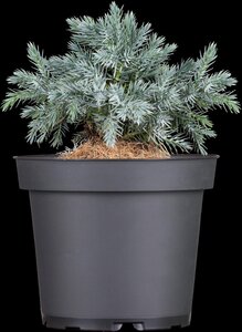 BLUE STAR JUNIPER 30 CM - image 1