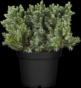 BLUE STAR JUNIPER 30 CM - image 5