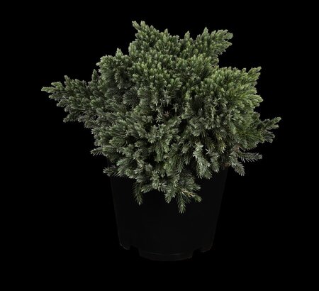 BLUE STAR JUNIPER 30 CM - image 2