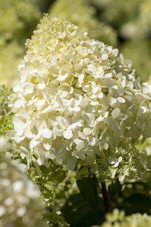 BOBO HYDRANGEA 30CM - image 2