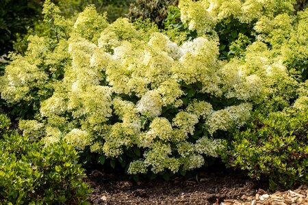 BOBO HYDRANGEA 30CM - image 3