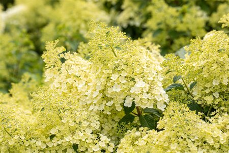 BOBO HYDRANGEA 30CM - image 4