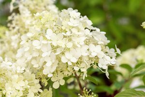 BOBO HYDRANGEA 30CM - image 5