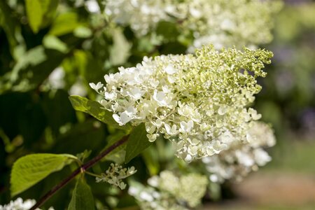 BOMBSHELL HYDRANGEA 3G - image 1