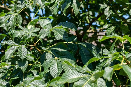 BOTTLE BRUSH BUCKEYE