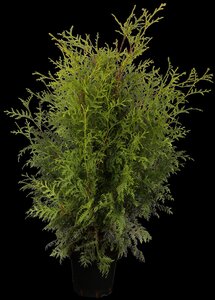 BRABANT CEDAR 60CM - image 1