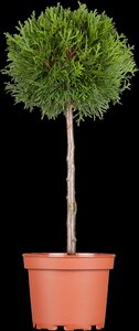 BRABANT CEDAR 60CM - image 3