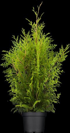 BRABANT CEDAR 60CM - image 5