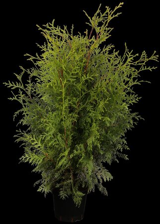 BRABANT CEDAR 90CM - image 1