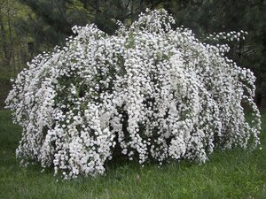 BRIDAL WREATH SPIREA 40 CM