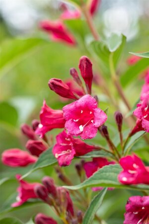 BRISTOL RUBY WEIGELA 20 CM - image 6