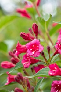 BRISTOL RUBY WEIGELA 20 CM - image 6