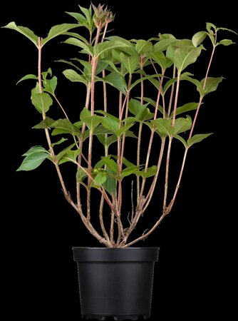 BRISTOL RUBY WEIGELA 20 CM - image 3