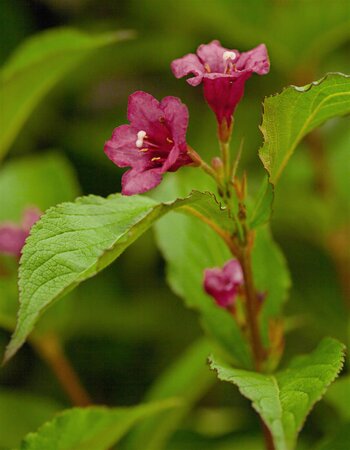 BRISTOL RUBY WEIGELA 20 CM - image 4