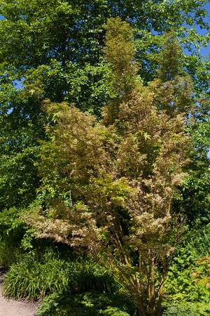 BUTTERFLY JAPANESE MAPLE 50CM - image 3