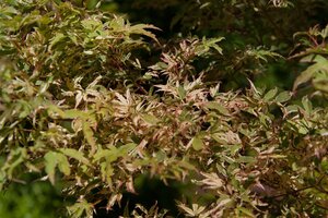 BUTTERFLY JAPANESE MAPLE 50CM - image 1