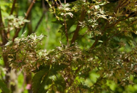 BUTTERFLY JAPANESE MAPLE 50CM - image 2