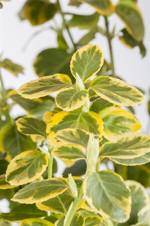 CANADALE GOLD EUONYMUS 30 CM - image 1