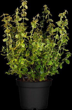 CANADALE GOLD EUONYMUS 30 CM - image 2