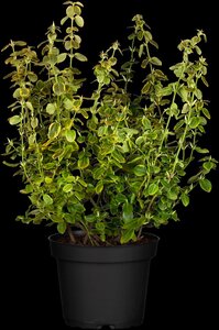 CANADALE GOLD EUONYMUS 30 CM - image 2