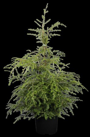 CANADIAN HEMLOCK 100 CM - image 1