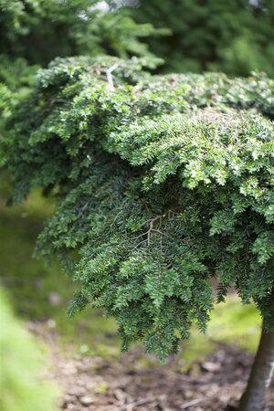 CANADIAN HEMLOCK 125 CM - image 4