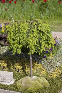 CANADIAN HEMLOCK 150 CM B&B - image 2